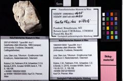 Foto (Objket + Etiketten) von Galatheites zitteli (Moericke, 1889) 